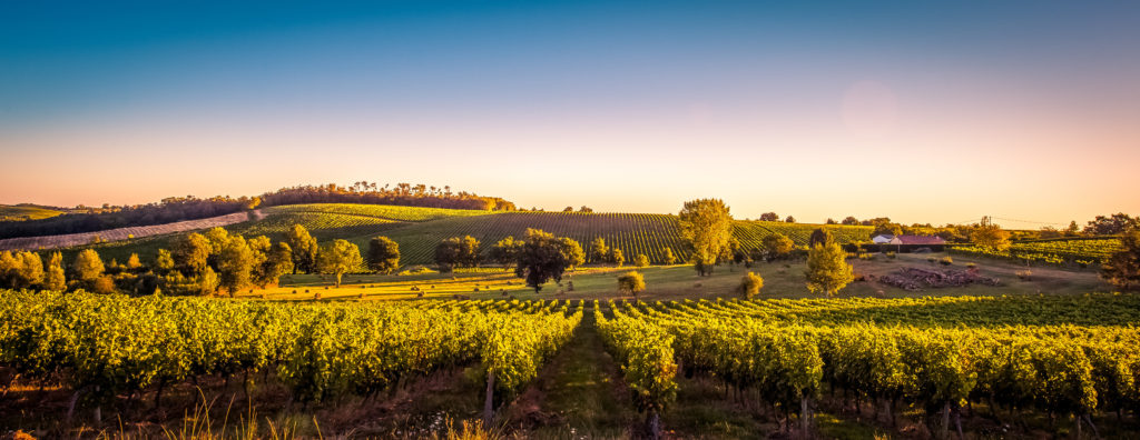 Wineries in bordeaux, france